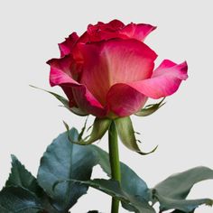 a single pink rose with green leaves in front of a white background and gray back ground