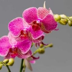 two pink orchids with green stems in front of a gray background