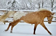 a brown and white horse running in the snow