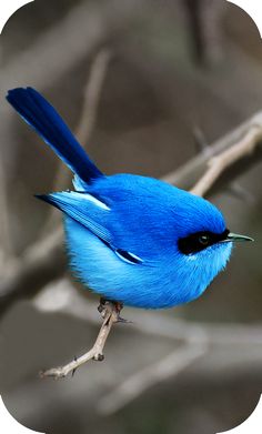 a blue bird sitting on top of a tree branch