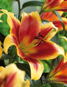 red and yellow flowers with green leaves in the background