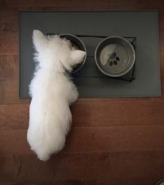 a white dog eating out of a bowl on top of a wooden floor next to a water dish