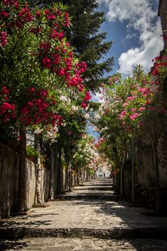 an empty street lined with trees and flowers