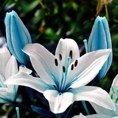 white and blue flowers with green leaves in the background