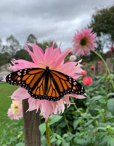 a butterfly sitting on top of a pink flower