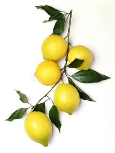 three lemons on a branch with leaves against a white background stock photo - image