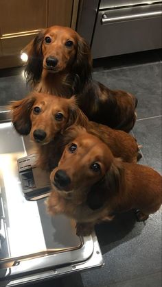 three brown dogs sitting on top of a silver tray