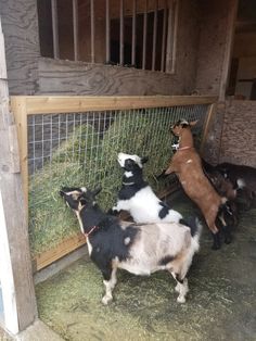 several goats are eating hay in an enclosed area