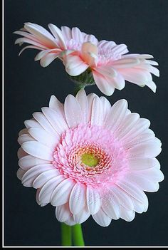 two pink and white flowers in a vase