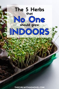 the 5 herbs that no one should grow indoors are in trays with dirt on them