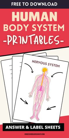 the human body system printable worksheet is shown in red and black, with text