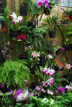 there are many different types of flowers in the potted planter wall, and one is purple