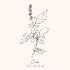 Basil Sketch, Herbs Collection, Christmas Crafts To Make And Sell, Herbs Illustration, Night Sketch, Ocimum Basilicum, Mastectomy Tattoo, Handpoke Tattoo, Drawing Examples