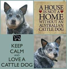 two dogs are shown with the words keep calm and love a cattle dog