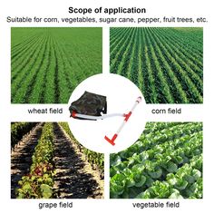 an image of vegetables being grown in the field with pictures showing how to use them