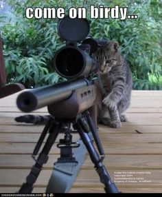 a cat sitting on top of a wooden floor next to a camera and a tripod