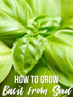 basil leaves with the words how to grow basil from seed