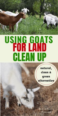 the cover of using goats for land clean up, with an image of cows grazing on grass