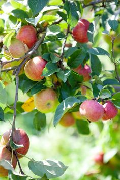 an apple tree filled with lots of ripe apples