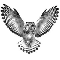 an owl flying through the air with its wings spread