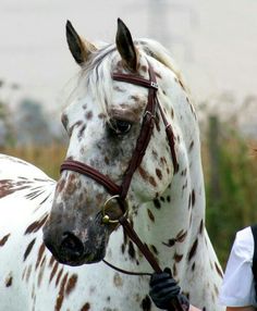 a white and brown spotted horse standing next to a woman wearing black gloves with her hand on the bridle