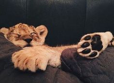 a cat laying on top of a couch next to a stuffed animal paw and shoe