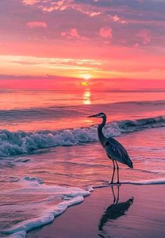 a bird standing on top of a sandy beach next to the ocean at sunset or dawn