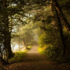 a path in the woods with trees on both sides and fog coming from behind it