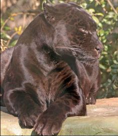 a large black leopard laying on top of a rock