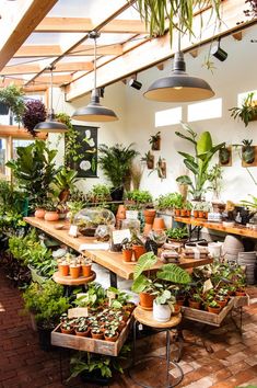 a room filled with lots of potted plants and hanging lights above the tables in front of them