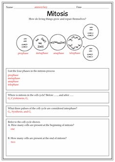 a worksheet showing the structure of an animal's life cycle