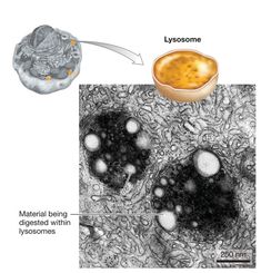 an animal cell with lysosome and material being digested within the lysosomes