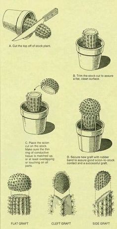 the instructions for how to grow cactuses in pots