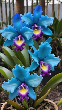 blue and purple flowers in a pot on the ground