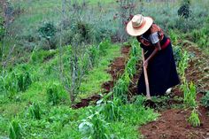 a woman with a straw hat is digging in the dirt and grass on her farm