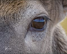 a close up view of the eye of a deer's head with blue iris