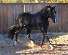 a black horse is trotting in the dirt