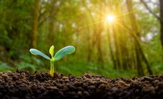 a young plant sprouts from the ground in front of sunlight shining through trees