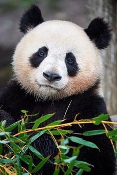 a panda bear sitting on top of a pile of bamboo next to green leaves and branches