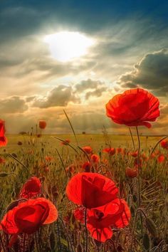 a field full of red flowers with the sun in the background and a quote on it