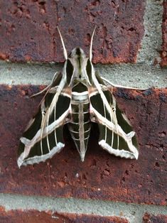 a moth sitting on the side of a brick wall