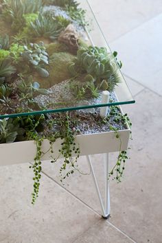 a glass table with plants growing on it