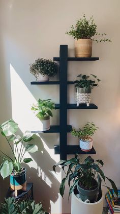 several potted plants are arranged on shelves in the corner of a room with sunlight coming through