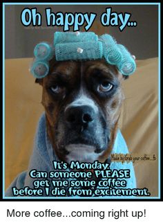 a dog with a funny hat and scarf on it's head that says, oh happy day its monday can someone please get me some coffee before i want to show you from excitement