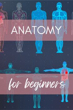 an image of anatomy for beginners with the words anatomy on it and images of human body parts