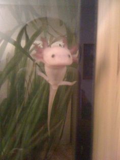 an animal that is standing in the grass next to some plants and looking at it's reflection