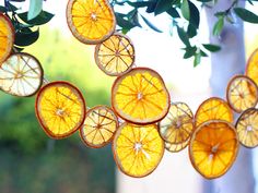 orange slices hanging from a tree in front of a window