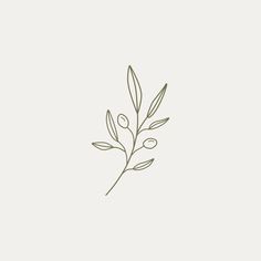 an olive branch with leaves on a white background