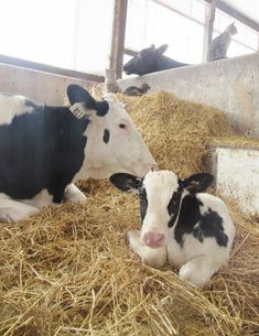 two black and white cows laying on hay in a barn with one cow looking at the camera