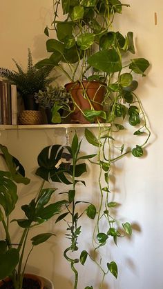 some plants are hanging on the wall in front of a bookshelf and shelves